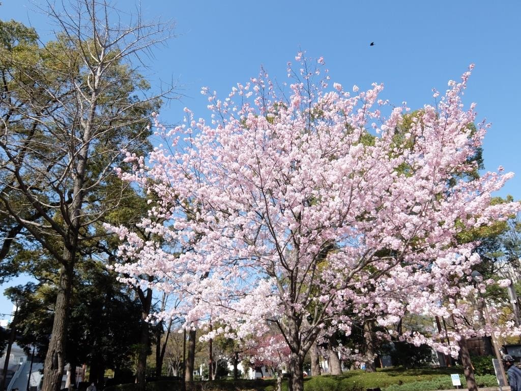 2021年横浜公園の桜